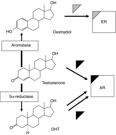 circolo del nandrolone